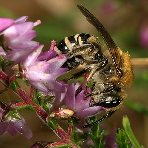 Colletes succinctus, W Colletes succinctus, W