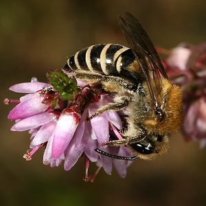 Colletes succinctus, W Colletes succinctus, W