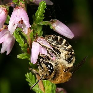 Colletes succinctus, W Colletes succinctus, W