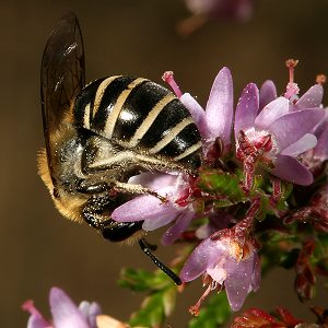 Colletes succinctus, W Colletes succinctus, W