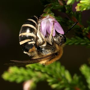 Colletes succinctus, W Colletes succinctus, W