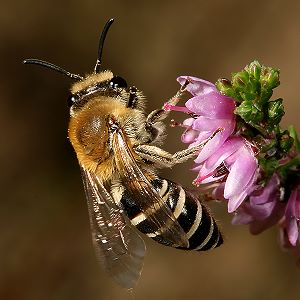 Colletes succinctus, W Colletes succinctus, W