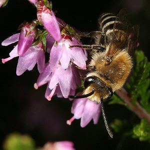 Colletes succinctus, M Colletes succinctus, M
