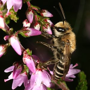Colletes succinctus, M Colletes succinctus, M