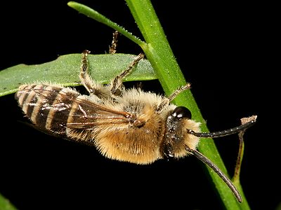 Colletes succinctus, M Colletes succinctus, M