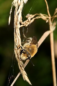 Colletes succinctus, M Colletes succinctus, M
