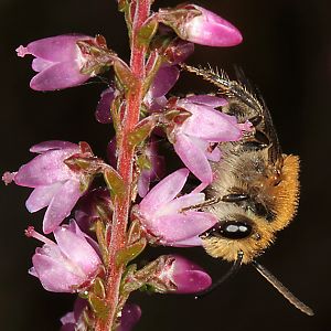 Colletes succinctus, M Colletes succinctus, M