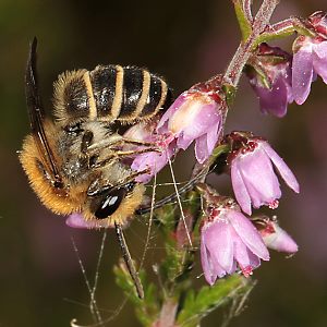 Colletes succinctus, M Colletes succinctus, M