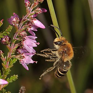 Colletes succinctus, M Colletes succinctus, M