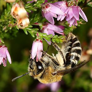 Colletes succinctus, W Colletes succinctus, W