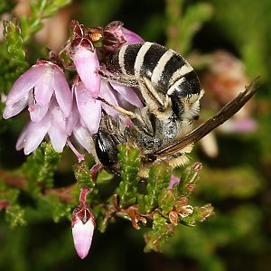 Colletes succinctus, W Colletes succinctus, W