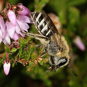 Colletes succinctus, W Colletes succinctus, W
