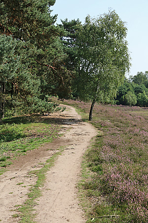 Westruper Heide: Nistareal von Colletes succinctus Westruper Heide: Nistareal von Colletes succinctus