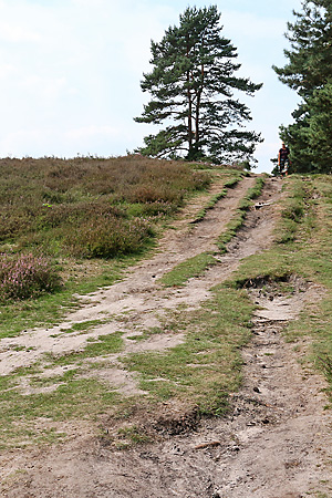 Westruper Heide: Nistareal von Colletes succinctus Westruper Heide: Nistareal von Colletes succinctus
