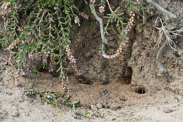 Westruper Heide: Nistplatz von Colletes succinctus Westruper Heide: Nistplatz von Colletes succinctus