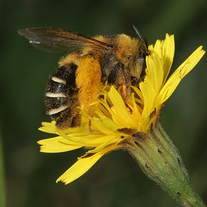 Dasypoda hirtipes, W