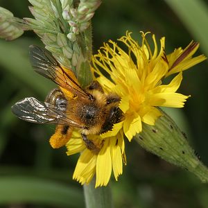 Dasypoda hirtipes, W