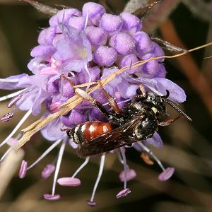 Epeoloides coecutiens, W