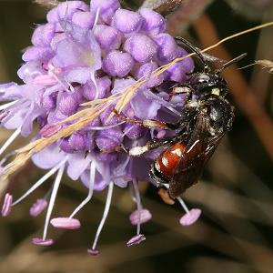 Epeoloides coecutiens, W