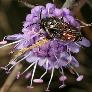Epeoloides coecutiens, W
