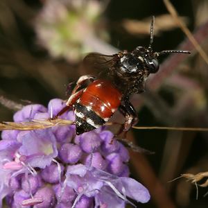 Epeoloides coecutiens, W