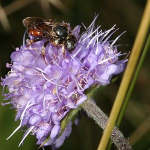 Epeoloides coecutiens, W
