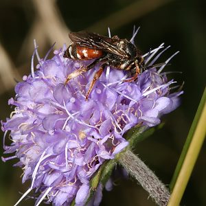 Epeoloides coecutiens, W