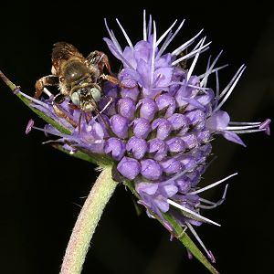Epeoloides coecutiens, M