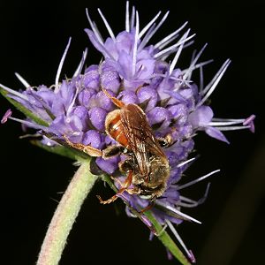Epeoloides coecutiens, M