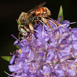 Epeoloides coecutiens, M