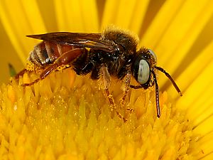 Epeoloides coecutiens, M