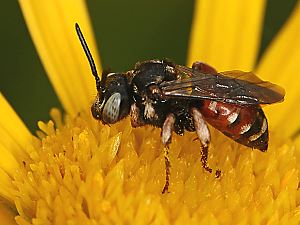 Epeoloides coecutiens, W