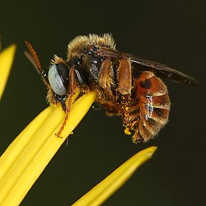 Epeoloides coecutiens, M