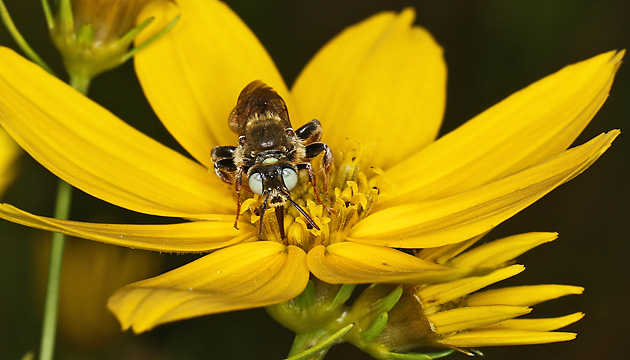 Epeoloides coecutiens, M