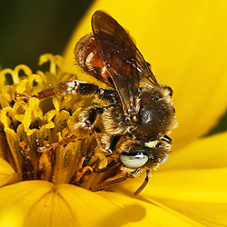 Epeoloides coecutiens, M