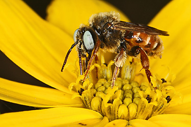 Epeoloides coecutiens, M