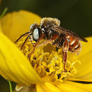 Epeoloides coecutiens, M