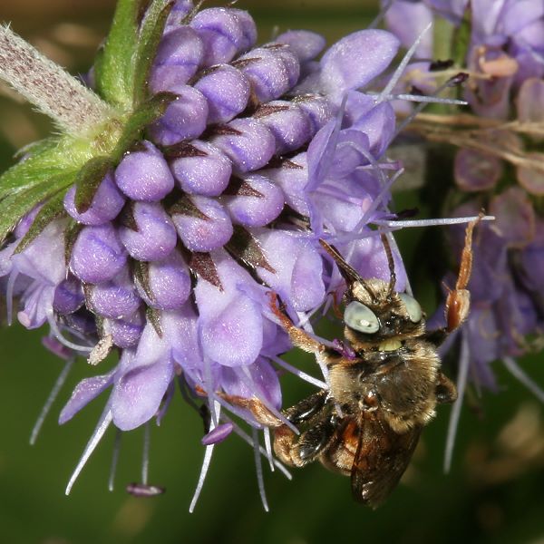 Epeoloides coecutiens, M