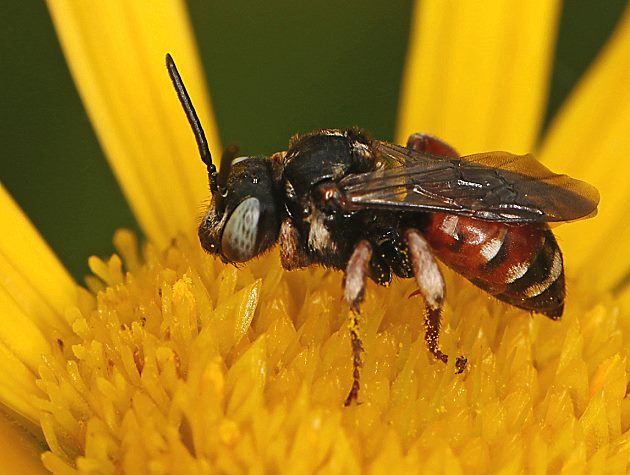 Epeoloides coecutiens, W