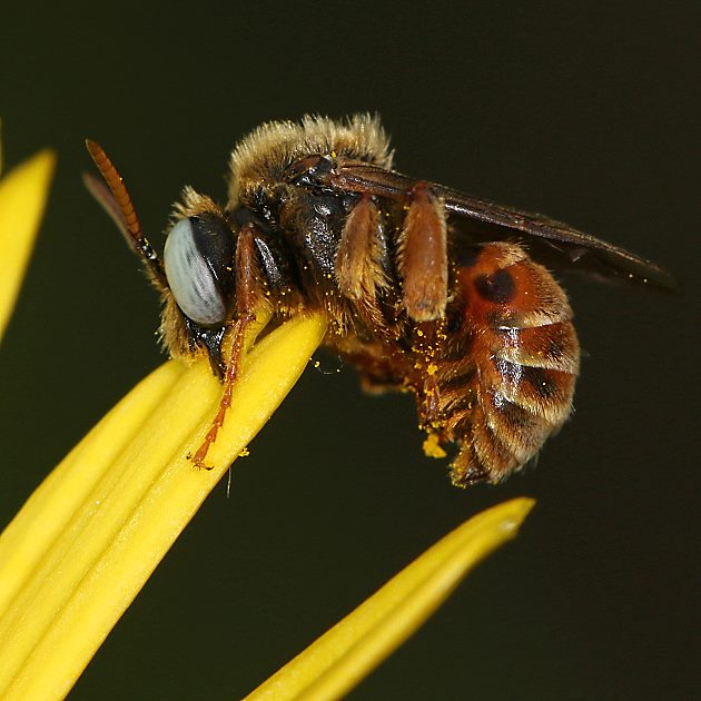 Epeoloides coecutiens, M