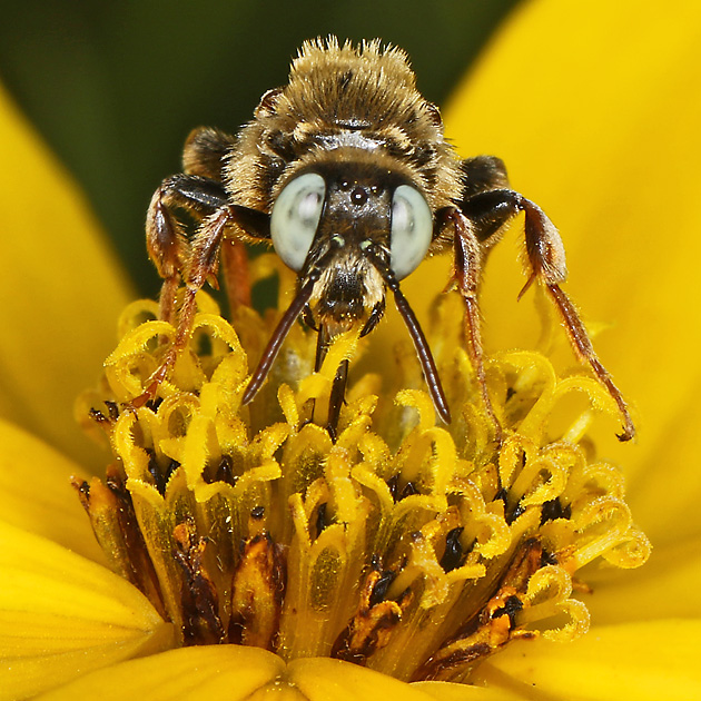 Epeoloides coecutiens, M