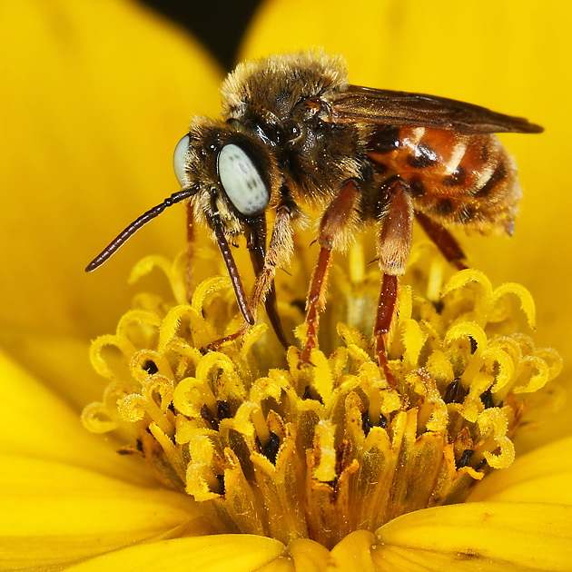 Epeoloides coecutiens, M