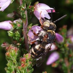 Filzbiene: Epeolus cruciger, M Filzbiene: Epeolus cruciger, M