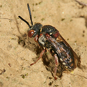 Epeolus cruciger, W - Maastricht (NL), 14.09.2008
