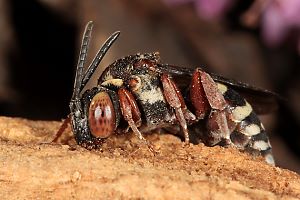 Epeolus cruciger, W - Westruper Heide