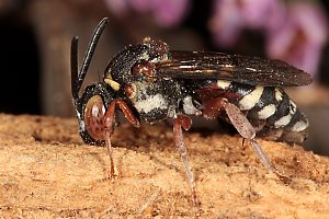 Epeolus cruciger, W - Westruper Heide