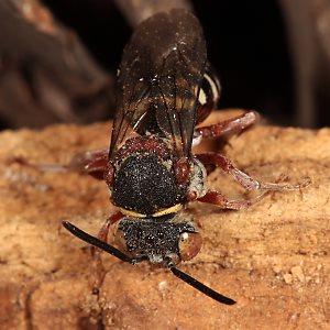 Epeolus cruciger, W - Westruper Heide