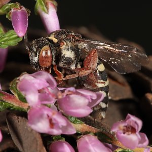 Epeolus cruciger, W - Westruper Heide