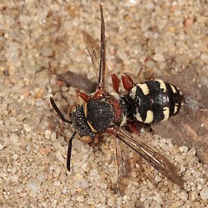 Epeolus cruciger, W - Westruper Heide