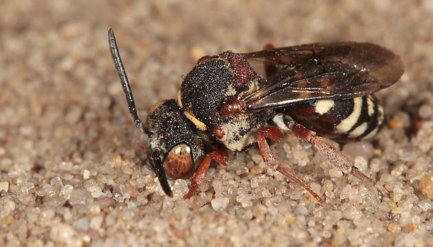 Epeolus cruciger, W - Westruper Heide